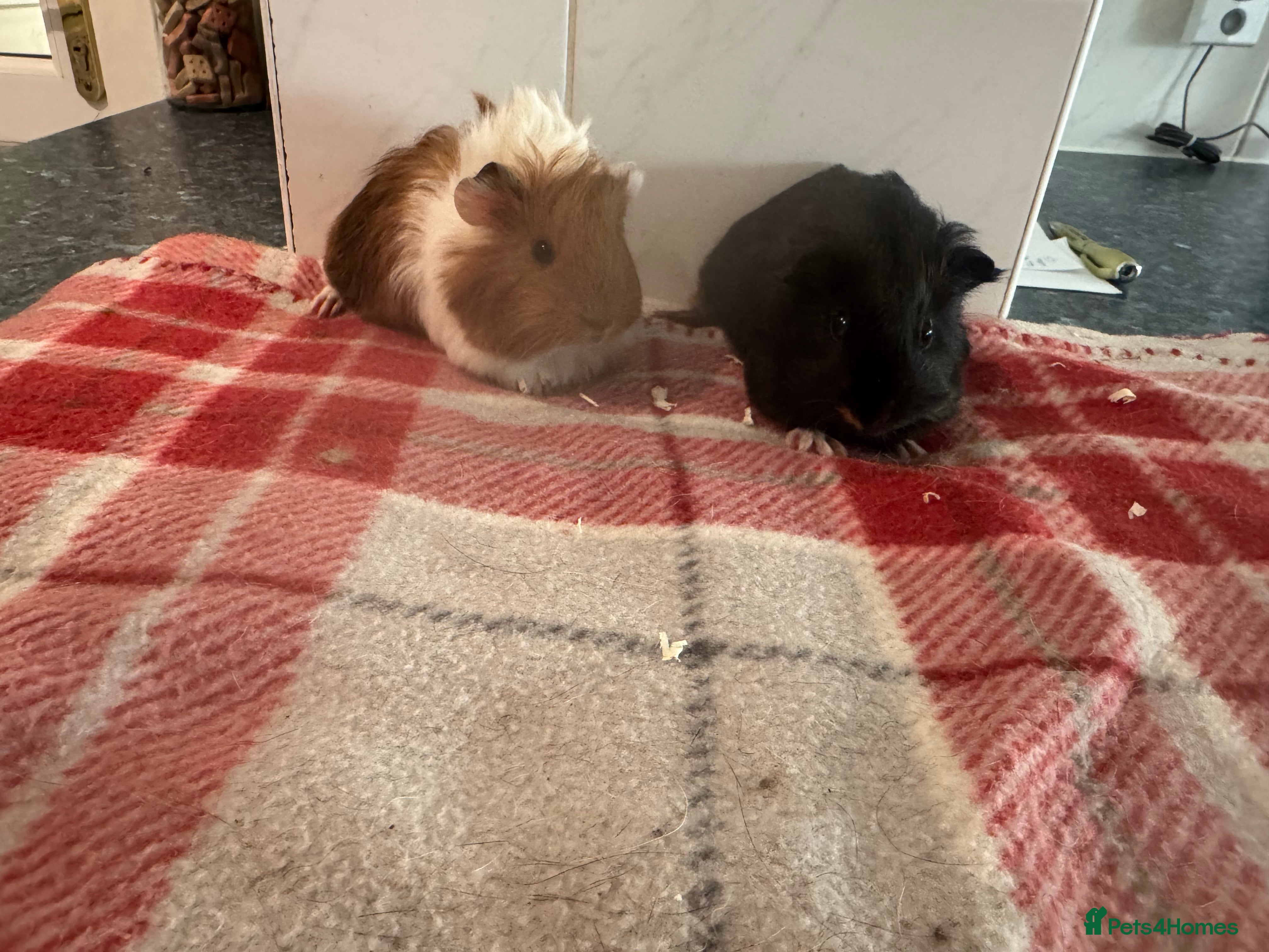 Guinea Pig rodents Beautiful baby male guinea pigs  - Advert 4