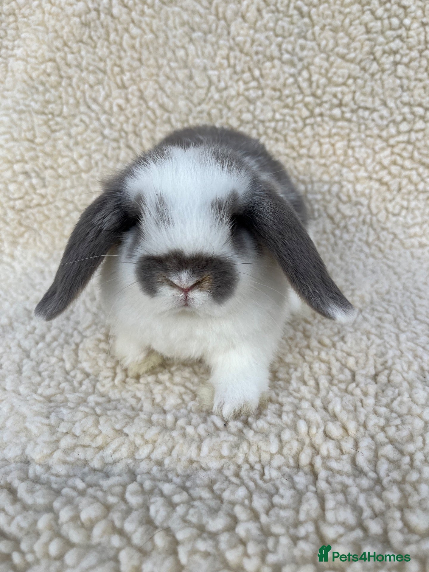 Mini Lop rabbits Beautiful Mini lops - Advert 2