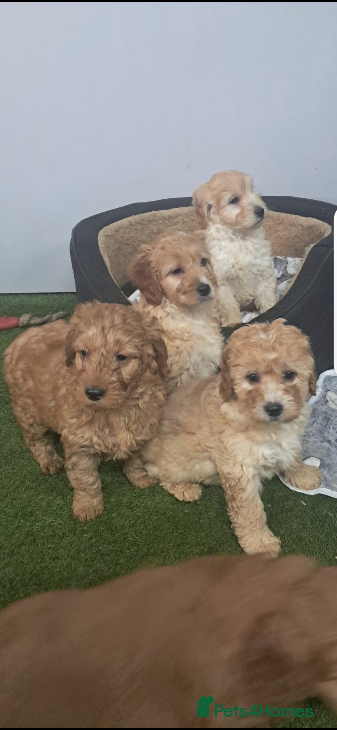 Cavapoo dogs for sale: Cavapoo pups - Advert 6