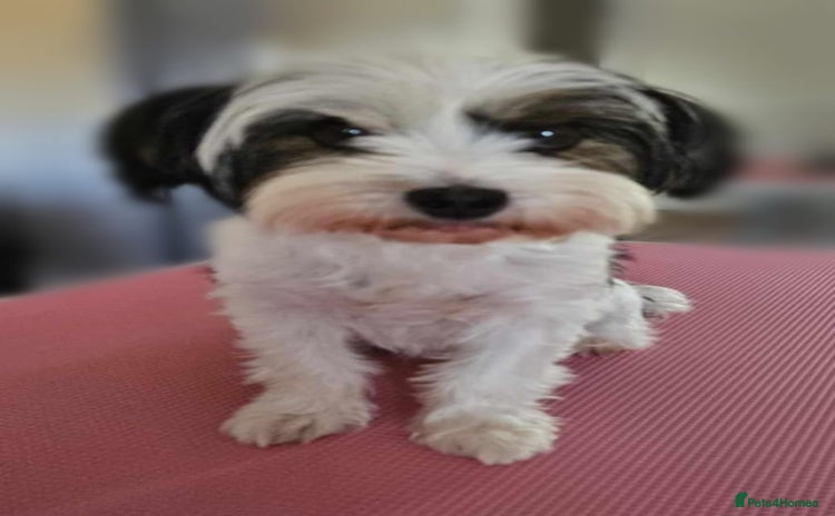 Yorkshire Terrier dogs - Advert 7