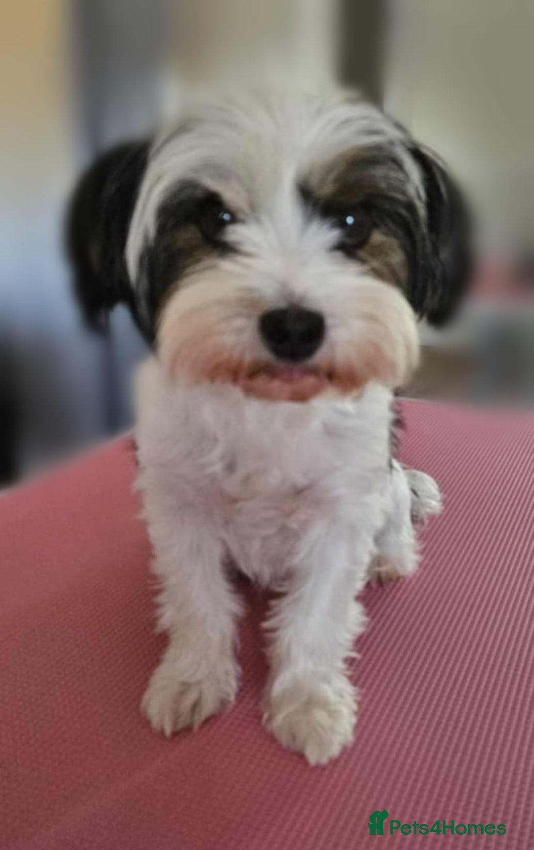Yorkshire Terrier dogs for sale: 🩷 DNA TESTED 🩷 Biewer female  - Image 1