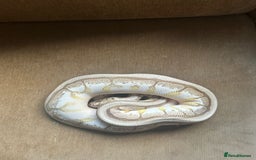 Python Snake reptiles for sale: 🐍 Ball Pythons for Sale – Collection Nottingham  - Image 15