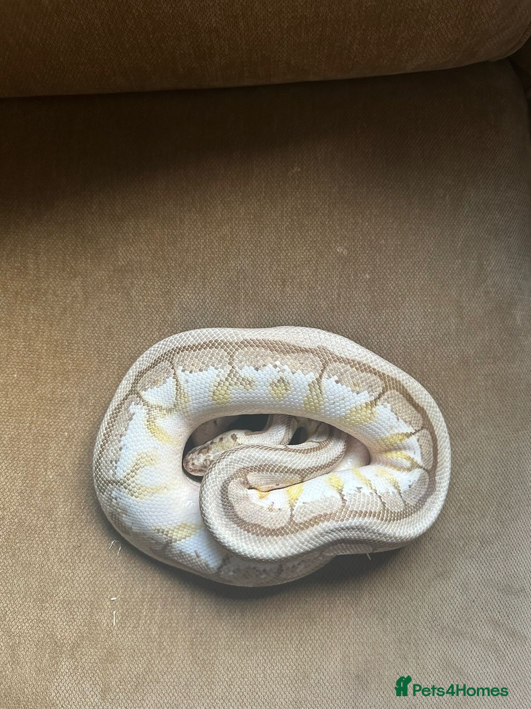 Python Snake reptiles for sale: 🐍 Ball Pythons for Sale – Collection Nottingham  - Image 15