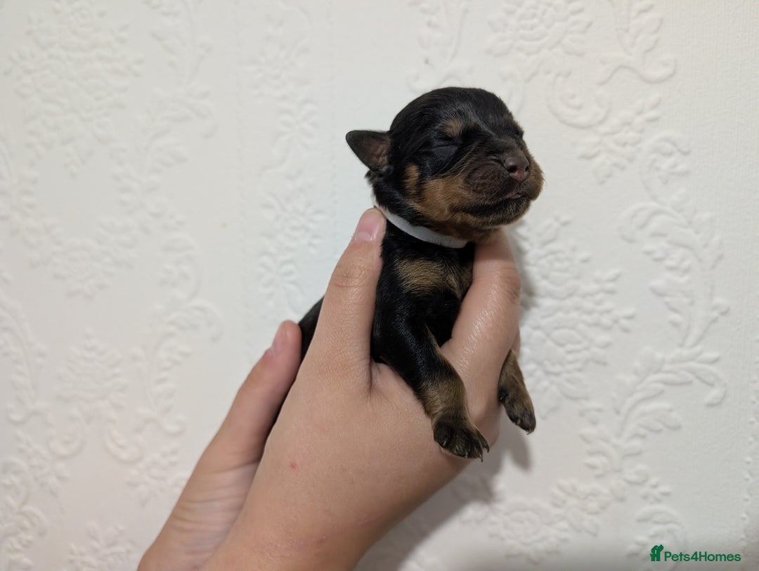 Rottweiler dogs for sale: 🐶 Rottweiler Puppies – German ADRK Bloodlines - Image 7