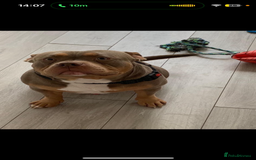 American Bully dogs for sale: American Pocket Bully Puppies (ABKC registered)  - Image 12