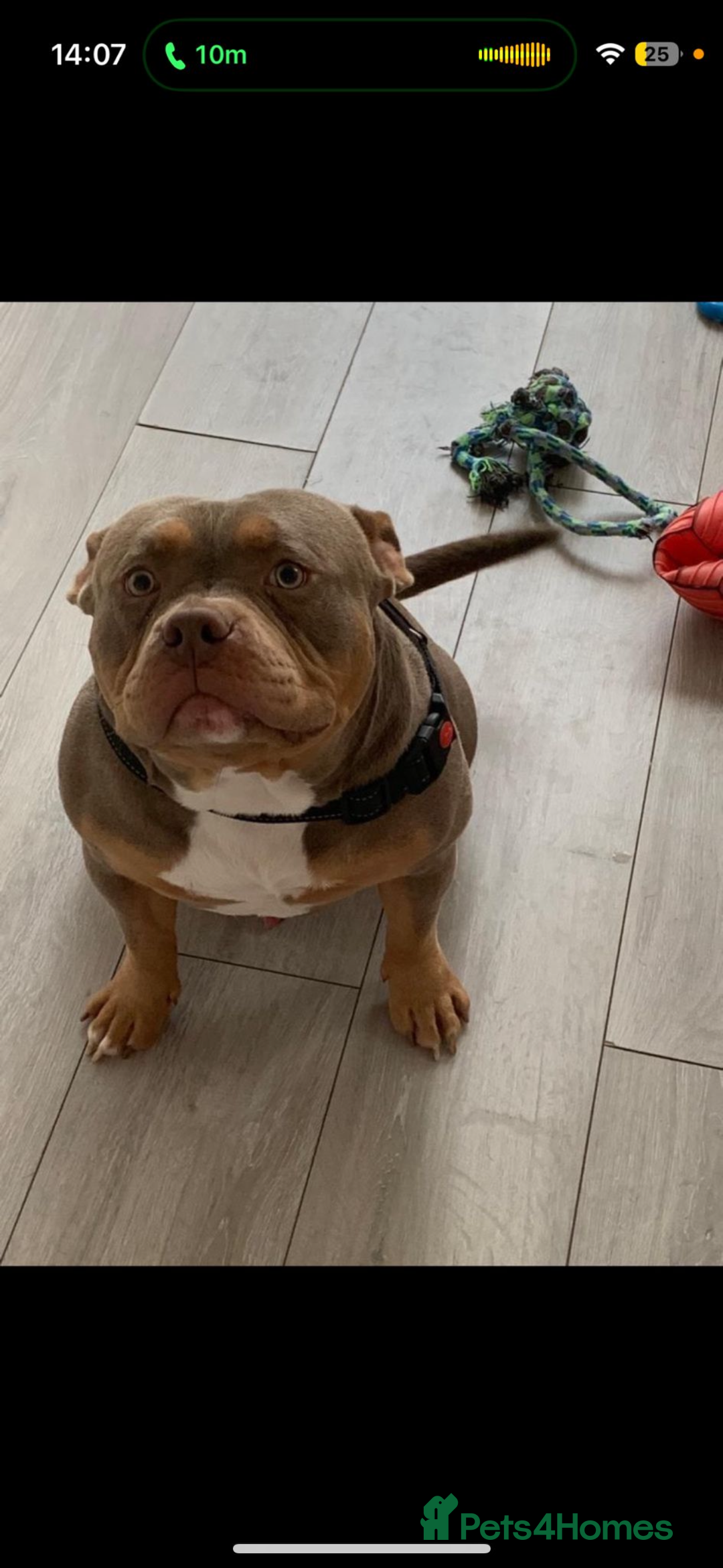 American Bully dogs for sale: American Pocket Bully Puppies (ABKC registered)  - Image 12