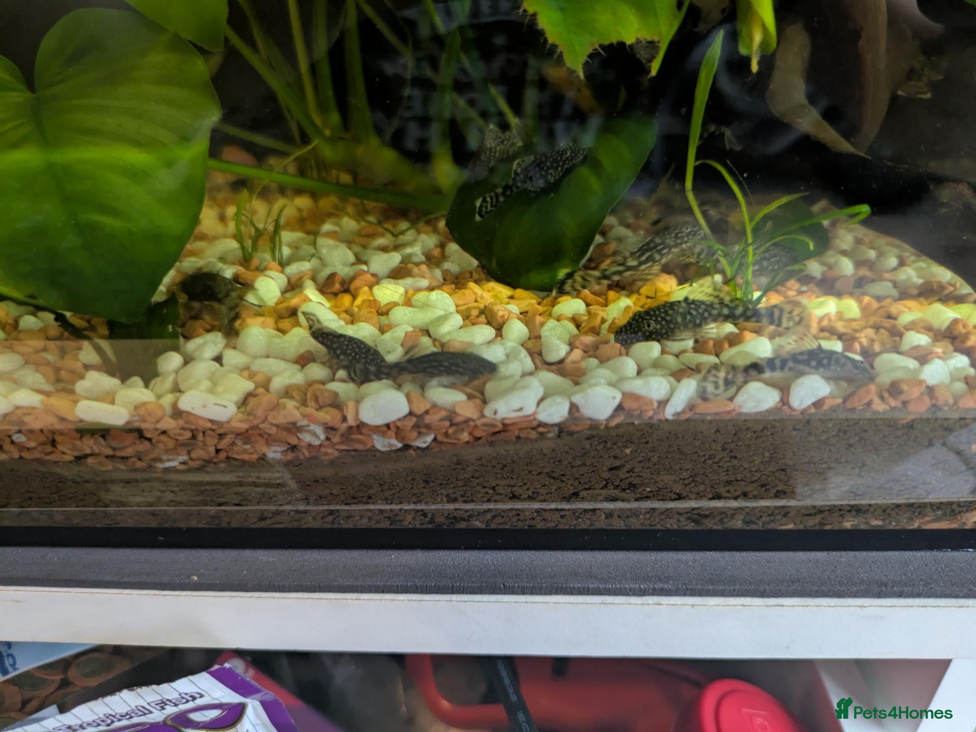 Plecos fish Bristlenose plecos - Advert 7