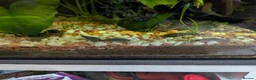 Plecos fish for sale: Bristlenose plecos in Portsmouth - Advert 1