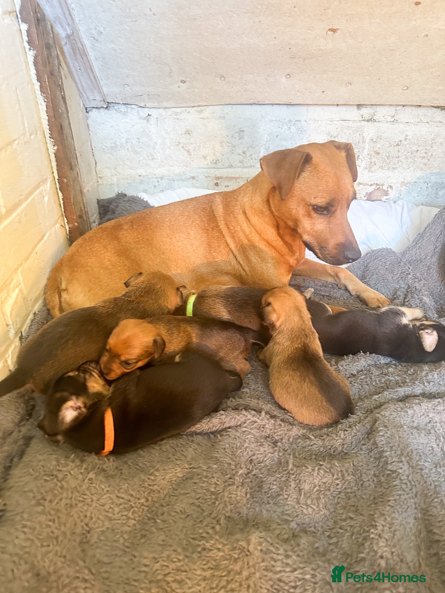 Mixed Breed dogs Patterdale X Lakeland Puppies for Sale - Advert 6