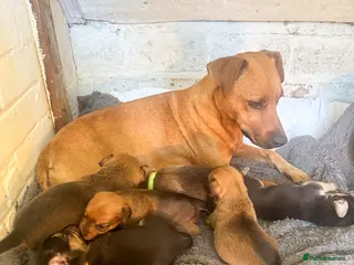 Mixed Breed dogs Patterdale X Lakeland Puppies for Sale - Advert 2