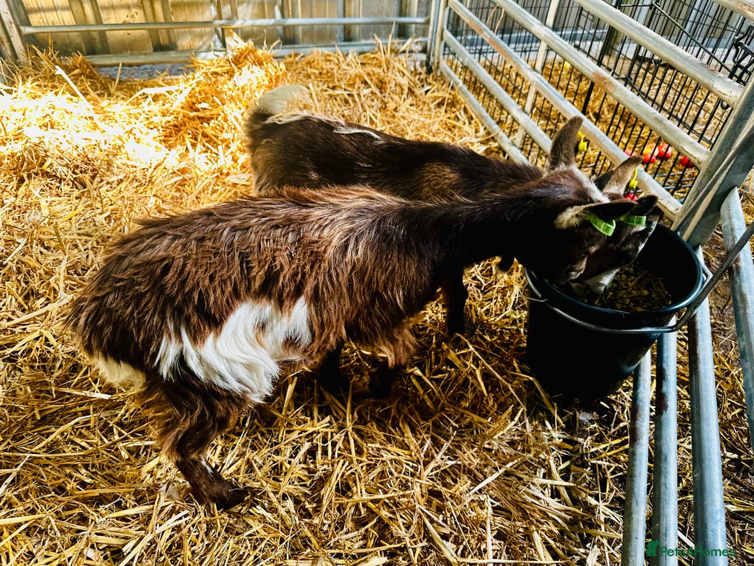 Goats livestock for sale: 2 Beautiful Pygmy’s - 1 Nannie & 1 Wether - Image 5