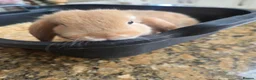 Mini Lop rabbits for sale: Mini Lop Bunnies for sale in Stockport - Advert 5