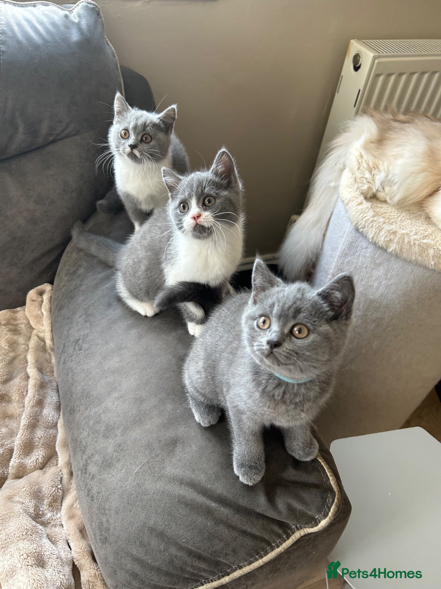 British Shorthair cats Beautiful BSH Kittens 🌺 READY NOW🌺 - Advert 1