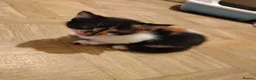 Mixed Breed cats for sale: Beautiful kittens looking for forever homes  - Advert 33