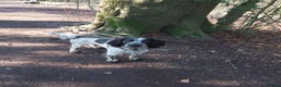 Cocker Spaniel dogs for stud: Archie, cocker spaniel, stud only - Advert 3