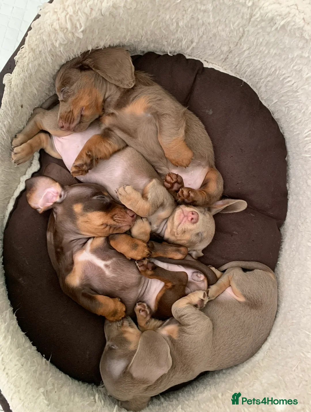Miniature Dachshund dogs for stud: KC Reg Isabella & tan carrying long hair / pied in Welwyn - Advert 20