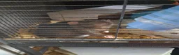 Rat rodents for sale: 3 male rats father and 2 sons  - Advert 2