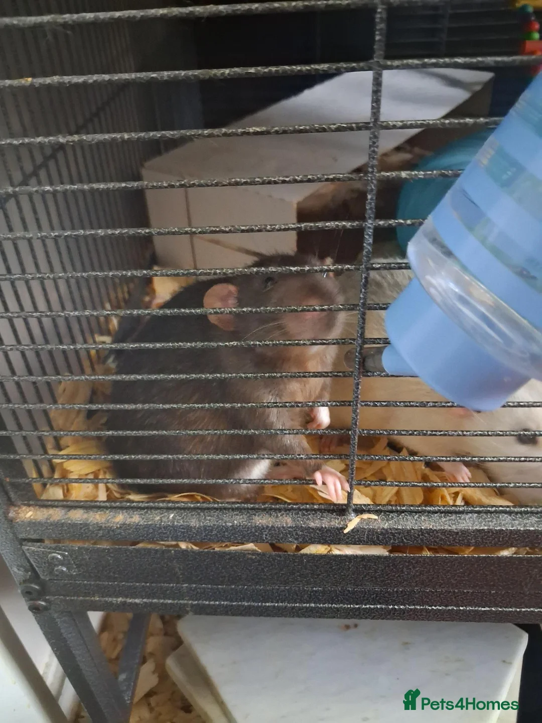 Rat rodents for sale: 3 male rats father and 2 sons  - Advert 2