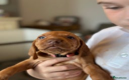 Hungarian Vizsla dogs for sale: Amazing Hungarian vizsla puppies - Image 30