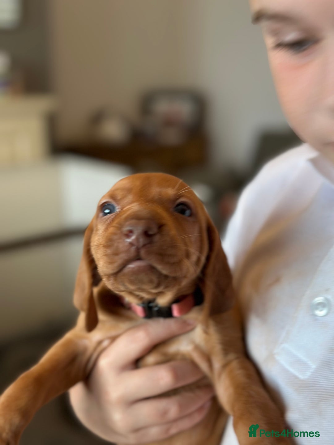 Hungarian Vizsla dogs for sale: Amazing Hungarian vizsla puppies - Image 30