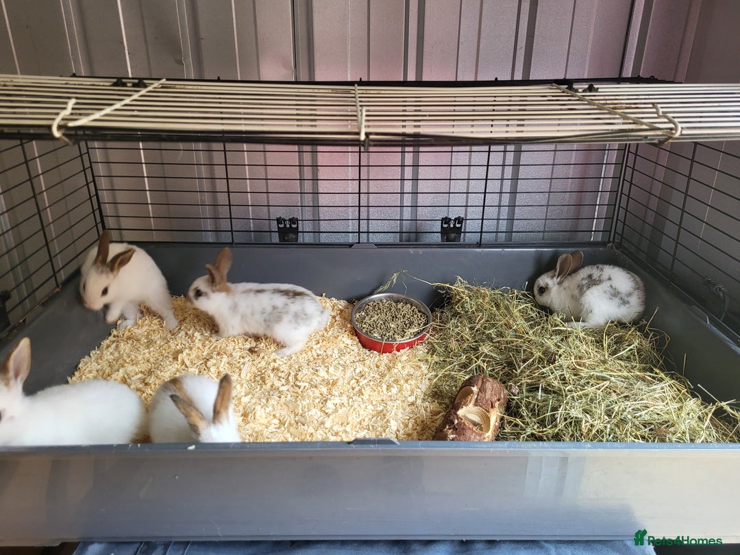 English Lop rabbits for sale: Lop rabbits  - Image 4