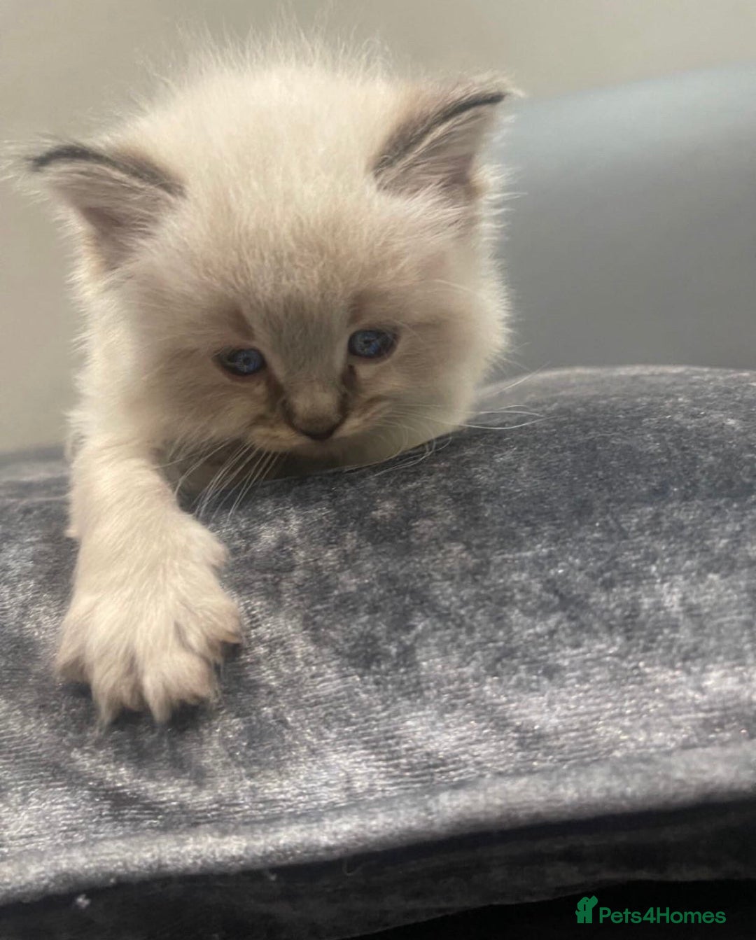 Ragdoll cats for sale: Stunning Pure breed ragdoll kittens  - Advert 5