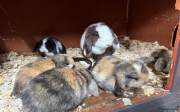 Mini Lop rabbits for sale: 🐰STUNNING MINI LOPS 🐰 ready to reserve!! - Image 16