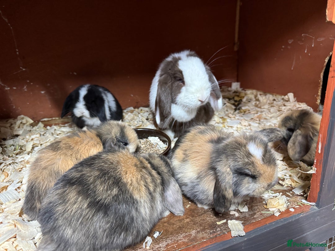 Mini Lop rabbits for sale: 🐰STUNNING MINI LOPS 🐰 ready to reserve!! - Image 16
