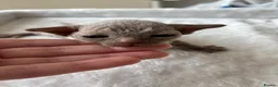 Devon Rex cats for sale: TICA Registered Devon Rex Lilac Kittens  - Advert 7