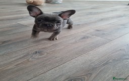 French Bulldog dogs for sale: Quality pups 4 Panel DNA Clear Gold Sierra Lines - Image 19