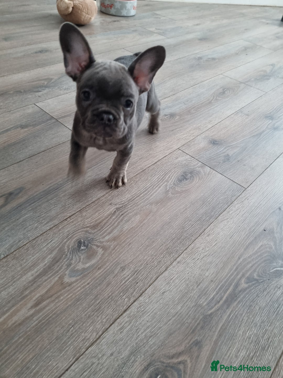 French Bulldog dogs for sale: Quality pups 4 Panel DNA Clear Gold Sierra Lines - Image 19