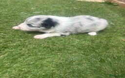 Border Collie dogs for sale: Fluffy long coat Blue merle border collie puppies - Image 21