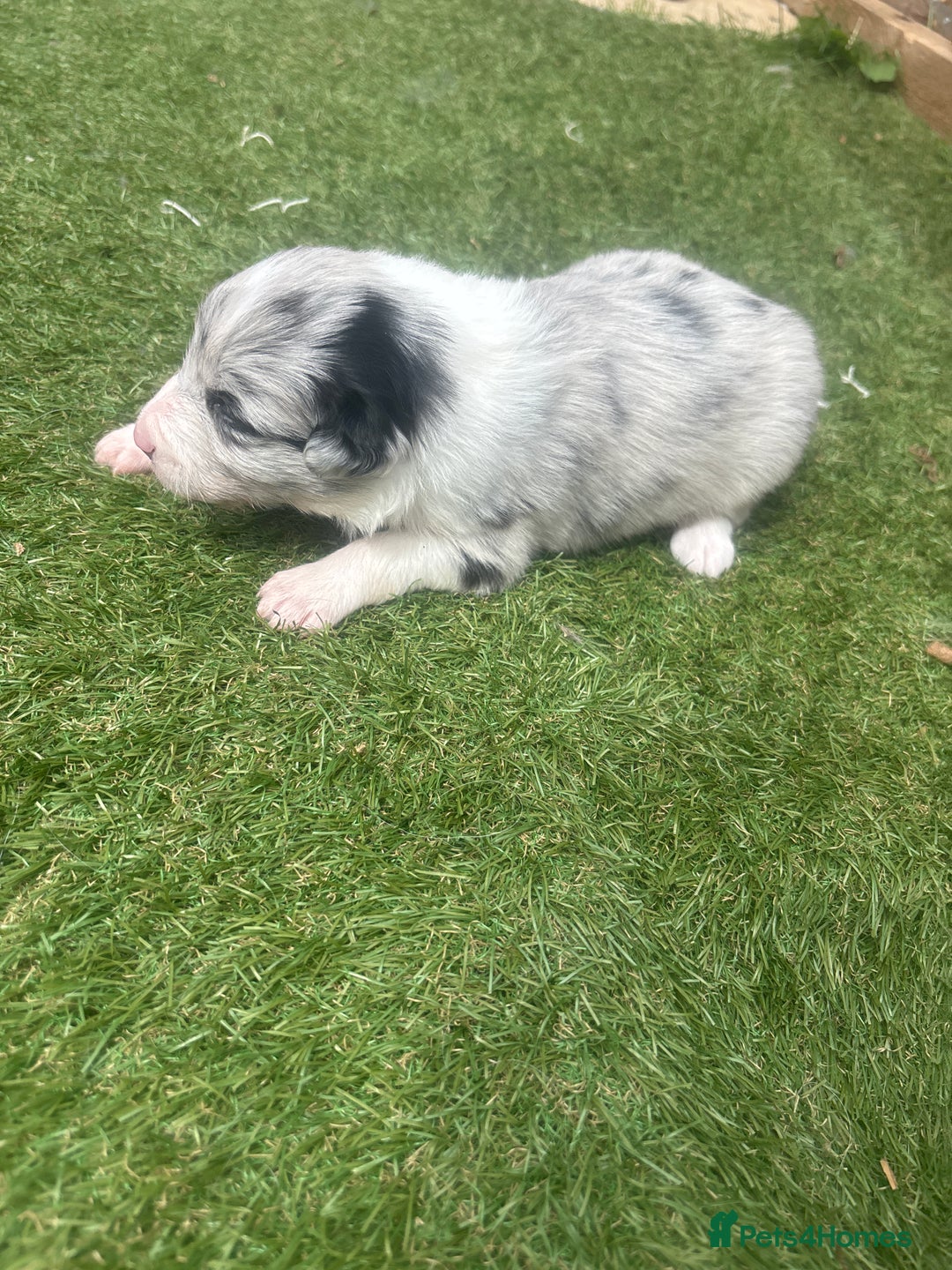 Border Collie dogs for sale: Fluffy long coat Blue merle border collie puppies - Image 21