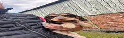 Cocker Spaniel dogs for sale: Show Cocker Puppies  - Advert 4