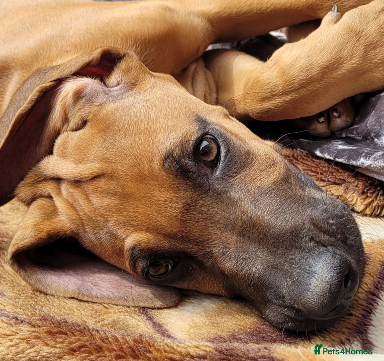 Rhodesian Ridgeback dogs !!RHODESIAN RIDGEBACK KC BOYS!! - Advert 2