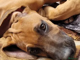 Rhodesian Ridgeback dogs !!RHODESIAN RIDGEBACK KC BOYS!! - Advert 2
