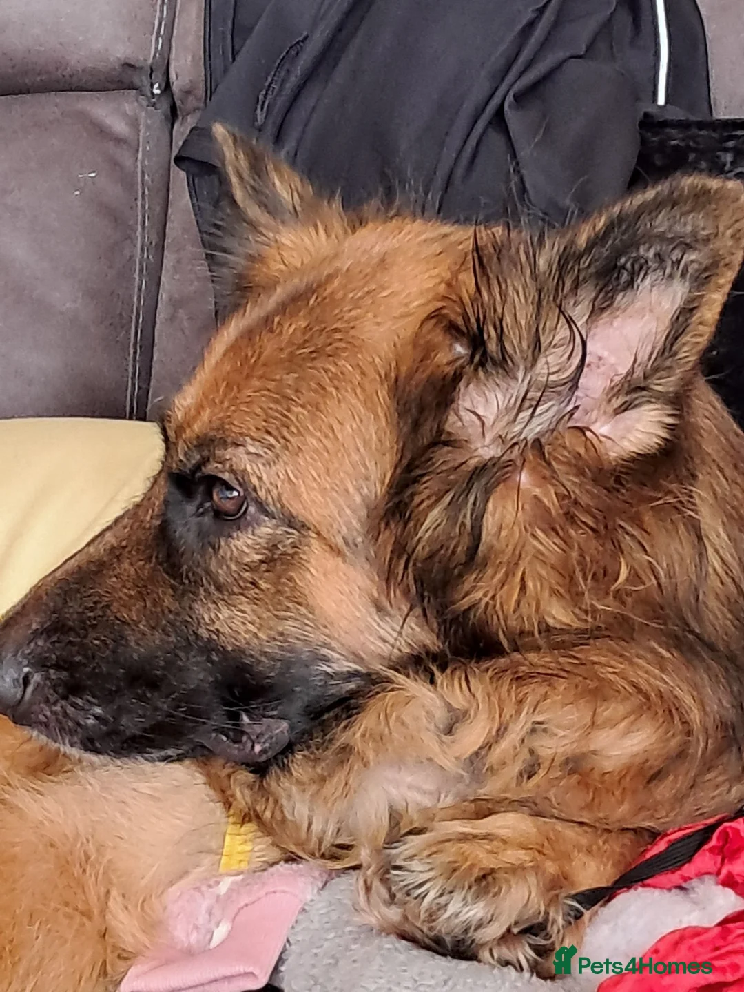 German Shepherd dogs for sale: German shepherd pup in Ayr - Advert 8