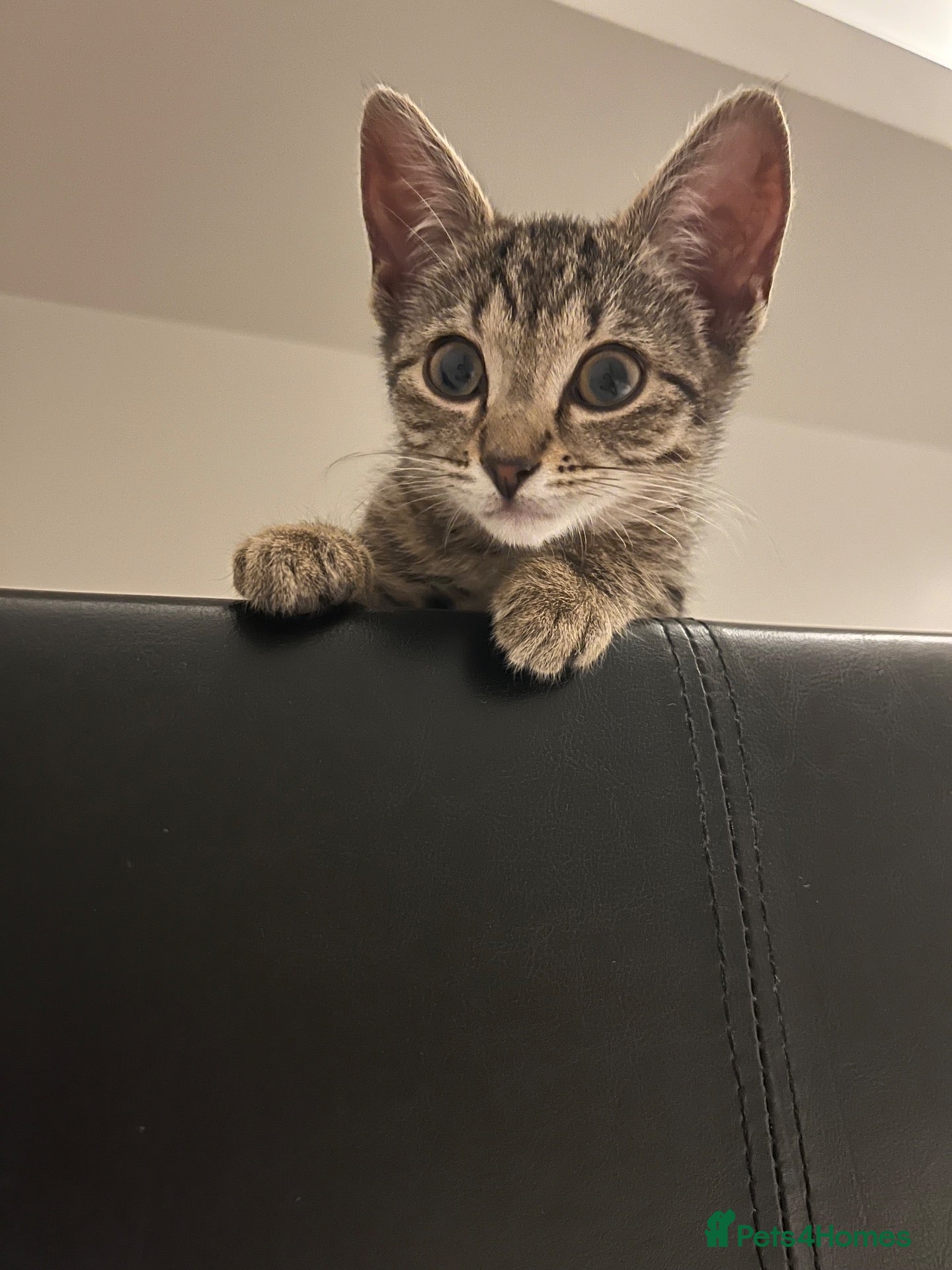 Domestic Shorthair cats 13 week old kitten  - Advert 13