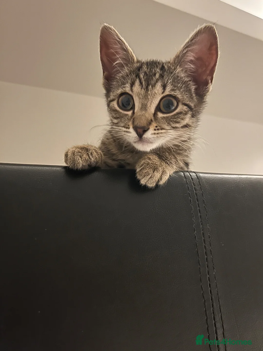 Domestic Shorthair cats for sale: 13 week old kitten  in Birmingham - Advert 1