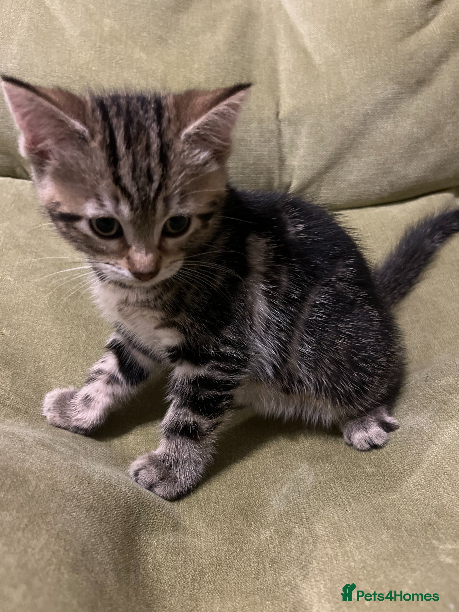 Bengal cats for sale: Bengal Mix Ready! - Advert 3