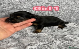 Dachshund dogs for sale: Long haired dachshunds - Image 12