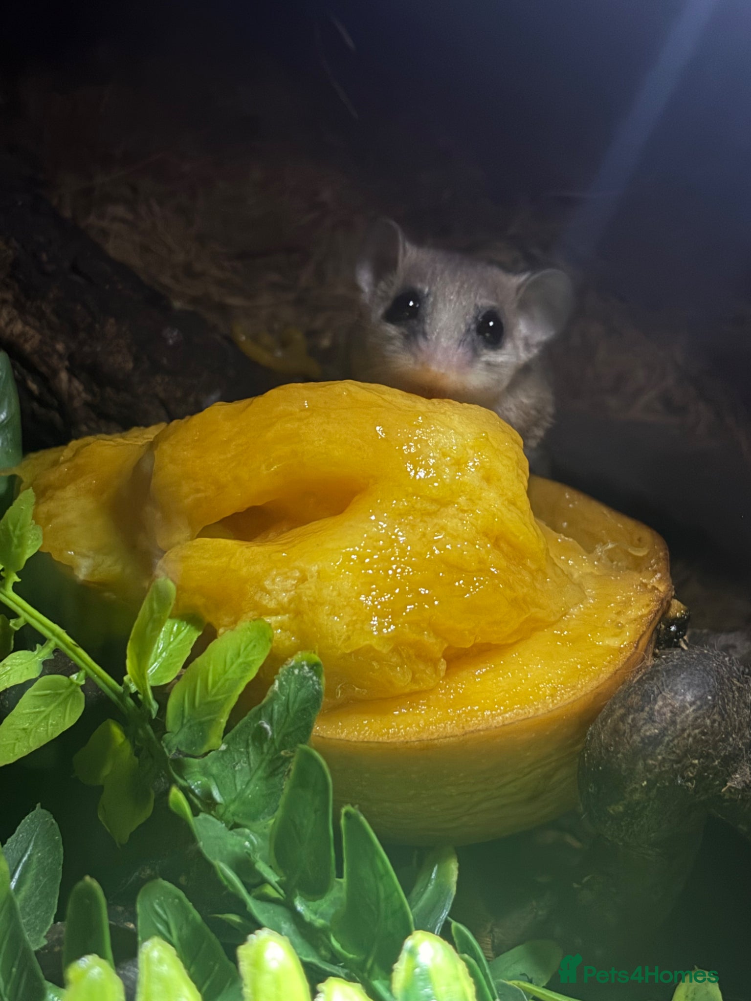 Mouse rodents for sale: Pygmy Doormice in Southampton - Advert 2