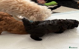 Maltipoo dogs for sale: Outstanding Malshipoo puppies - Image 19