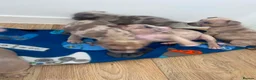 American Bully dogs for sale: 4 pups left ready to leave now - Advert 8