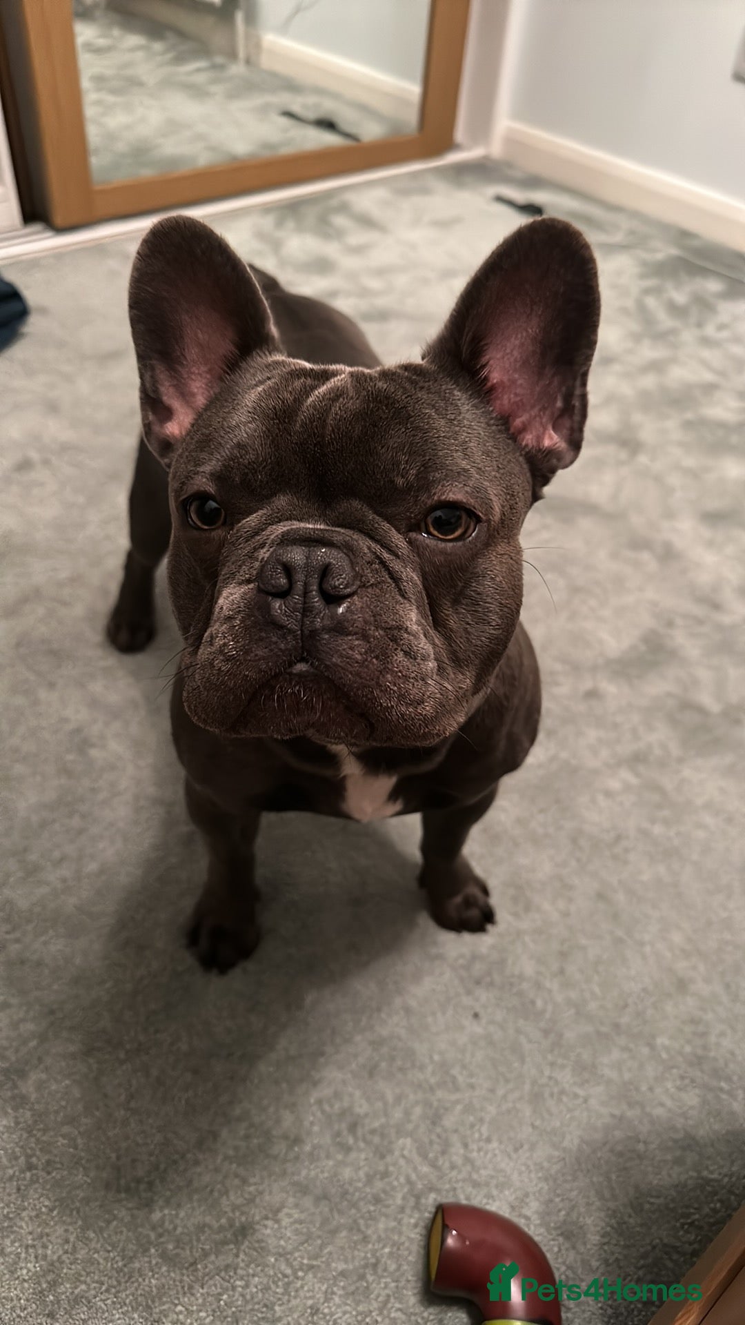 French Bulldog dogs for stud: Blue&Tan French Bulldog ready for stud £500 in Northampton - Advert 6