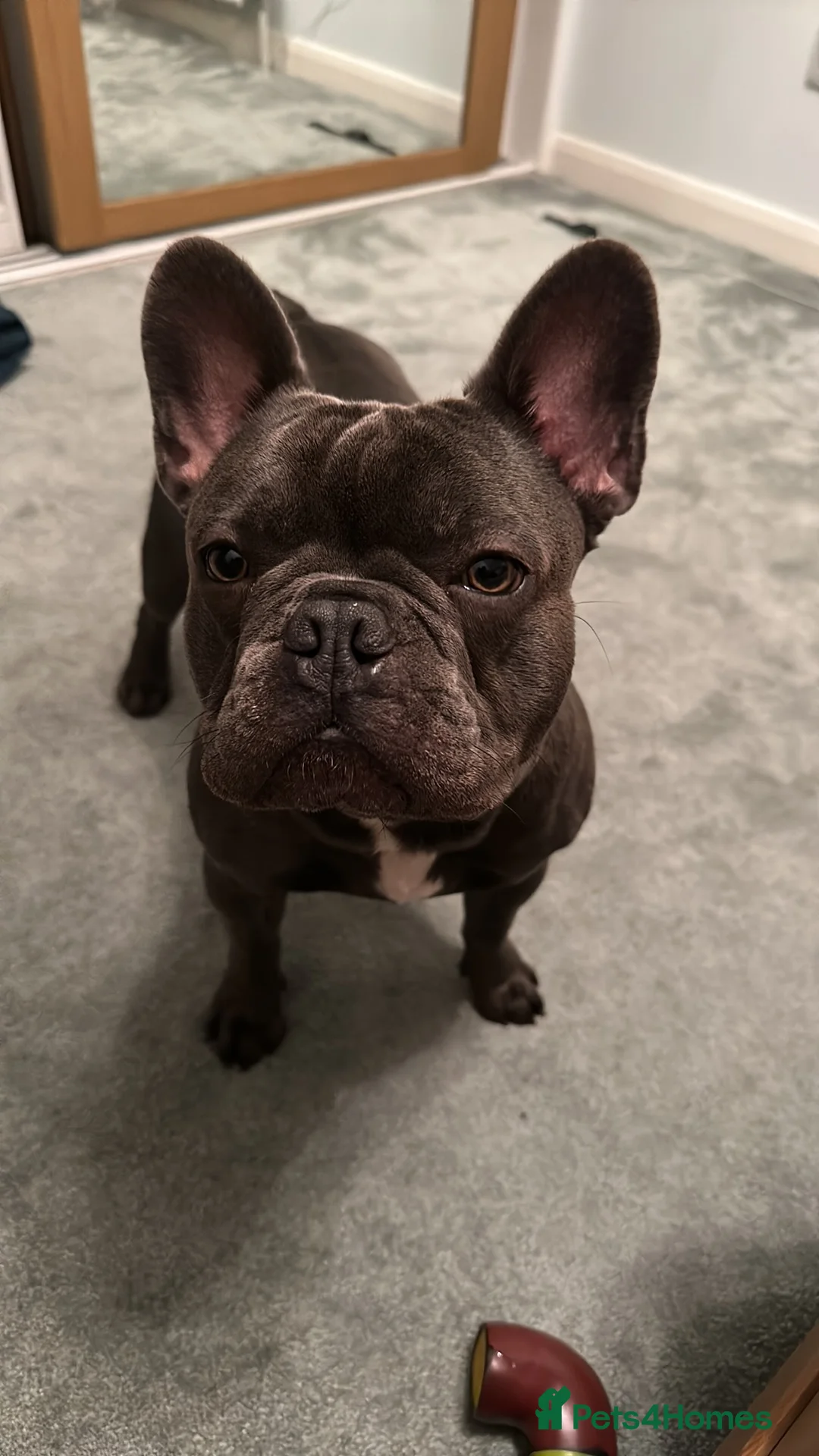 French Bulldog dogs for stud: Blue&Tan French Bulldog ready for stud £500 in Northampton - Advert 6