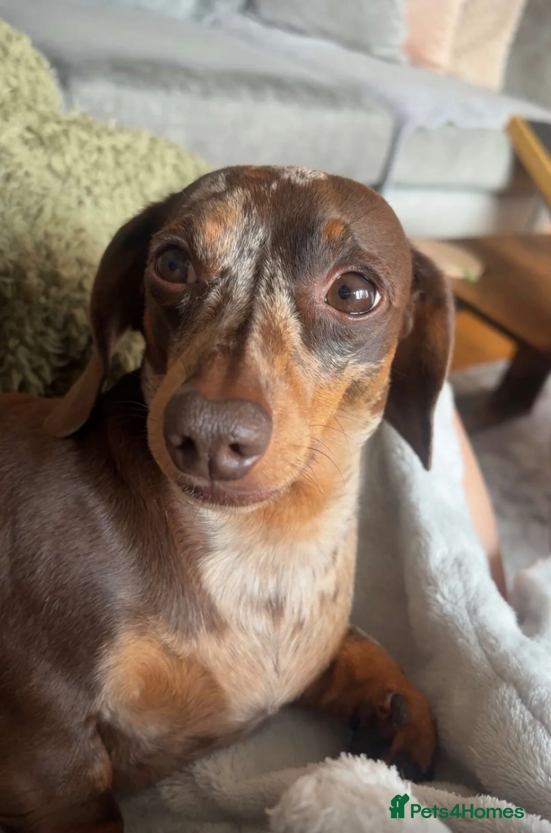 Miniature Dachshund dogs for stud: Chocolate Dapple Miniature Dachshund - stud duties - Advert 2