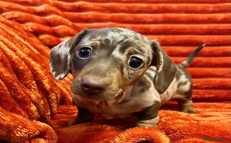 Miniature Dachshund dogs - Advert 7