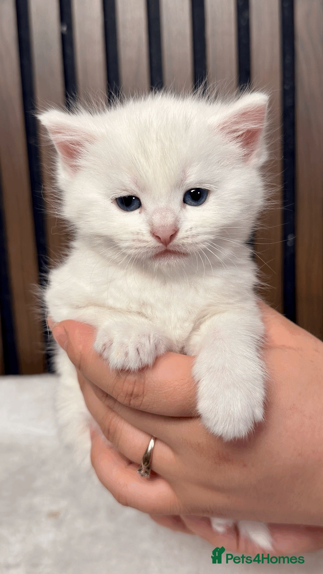British Longhair cats 6 Fluffy White or Black Kittens | Ready in 3 Days! - Advert 1