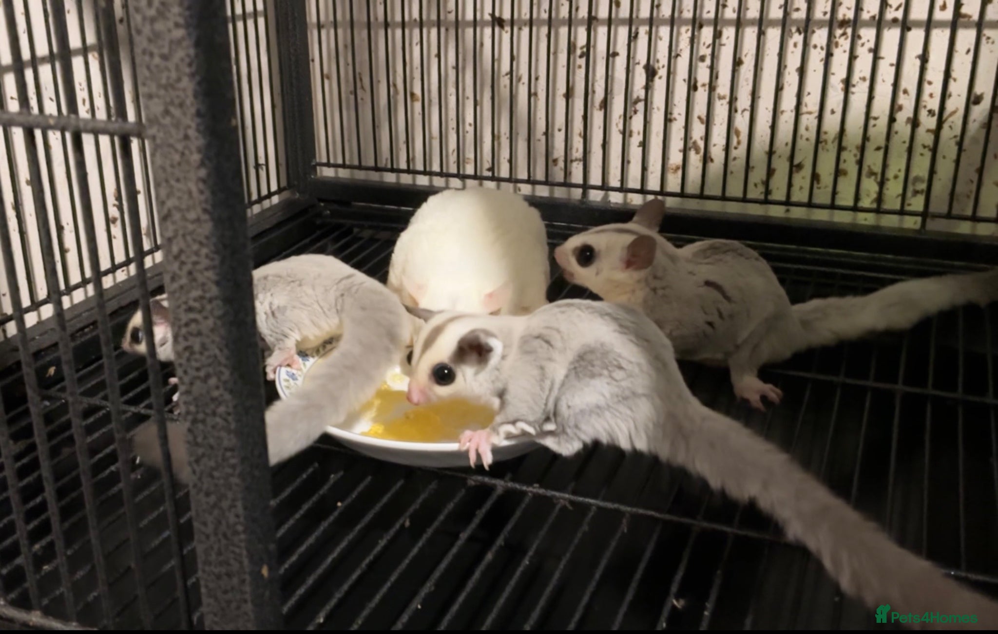 Sugar Glider rodents Platinum baby sugar gliders  - Advert 2